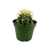 Ferocactus glaucescens | Blue Barrel Cactus - Lazy Gardens