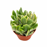 Crassula Ovata Tricolor | Tricolor Jade Plant