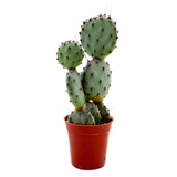 Opuntia macrocentra | Purple Prickly Pear