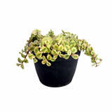 Portulacaria afra 'Sun Kissed'