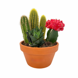 The Lazy Gift | Effortless Succulent Arrangement