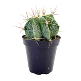 Astrophytum ornatum | Star Barrel Cactus