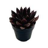 Echeveria Panthera