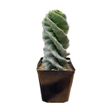 Cereus forbesii Spiralis | Spiral Cactus 6 inch pot for sale - Lazy Gardens