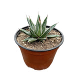 Agave Victoriae Reginae | Queen Victoria Agave - Lazy Gardens