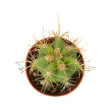 Trichocereus terscheckii | South American Saguaro - Lazy Gardens