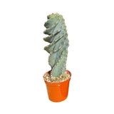 Cereus forbesii Spiralis | Spiral Cactus 4 inch for sale - Lazy Gardens