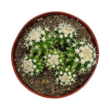 Echinocactus grusonii intermedius cluster | Short spined Golden Barrel Cactus Clusters