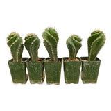 Cereus forbesii Spiralis | Spiral Cactus