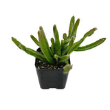 Rhipsalis Cereoides | Mistletoe Cactus - Lazy Gardens