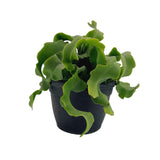 Epiphyllum Hybrid | Orchid Cactus - Lazy Gardens