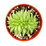 Echeveria Agavoides Cristata | Crested Wax Plant - Lazy Gardens