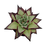 Echeveria agavoides Ebony