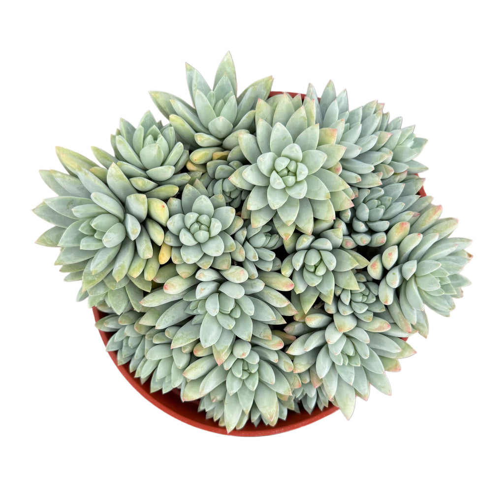 blue burrito succulent care Sedeveria Blue Burrito – Lazy Gardens