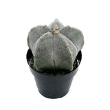Astrophytum myriostigma | Bishop's Cap Cactus - Lazy Gardens