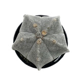 Astrophytum myriostigma | Bishop's Cap Cactus - Lazy Gardens