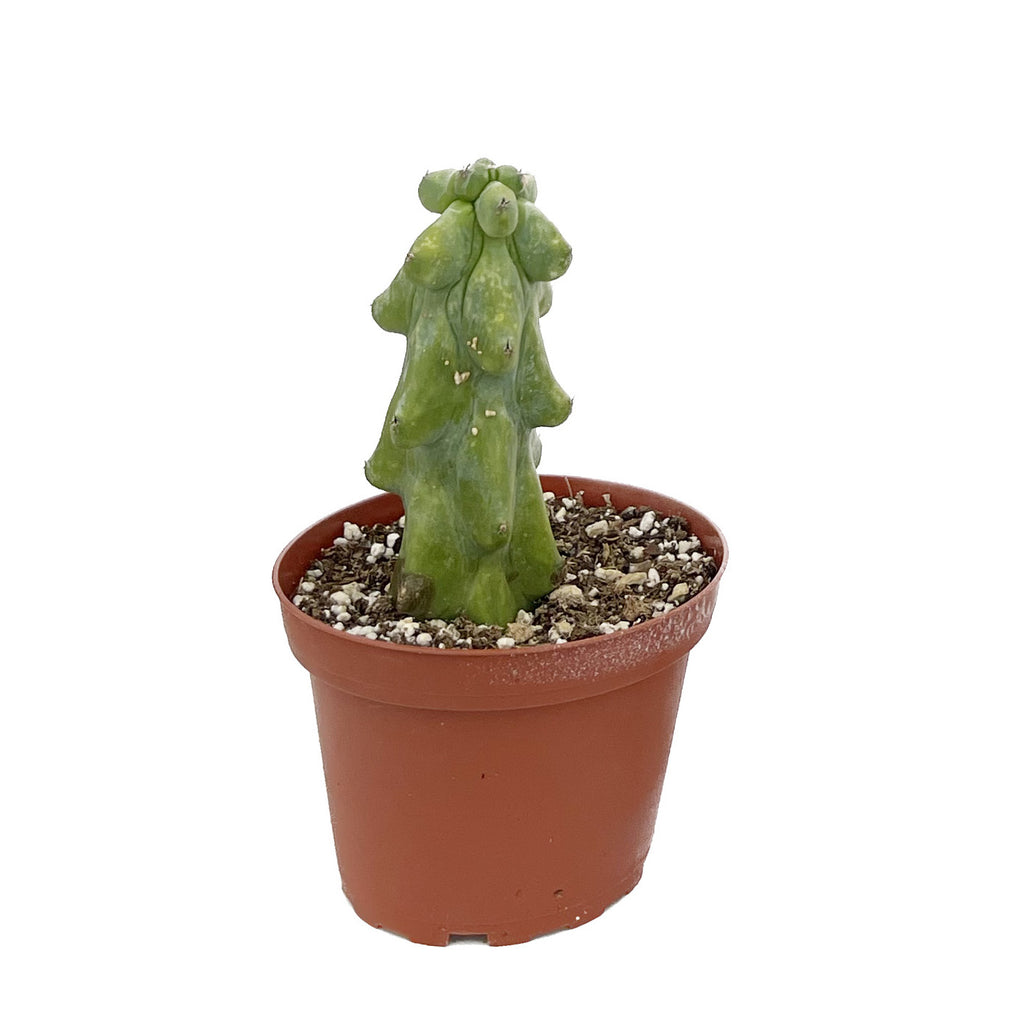 breast succulent Myrtillocactus geometrizans Fukurokuryuzinboku
