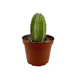 Polaskia Chichipe | Chichipe Cactus - Lazy Gardens