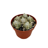 Crassula 'Deceptor' - Lazy Gardens