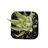 Haworthia Fasciata Variegata | Zebra Plant Variegated - Lazy Gardens