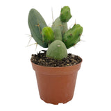 Trichocereus bridgesii monstrose | Penis Cactus | Short Form