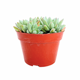 Sedeveria Blue Burrito