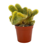 Cleistocactus winteri cristata | Crested Golden Rat Tail Cactus