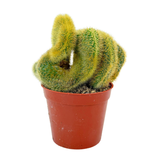 Cleistocactus winteri cristata | Crested Golden Rat Tail Cactus