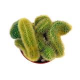 Cleistocactus winteri cristata | Crested Golden Rat Tail Cactus