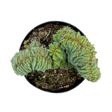 Myrtillocactus Geometrizans Cristata | Blue Candle Crest Cactus