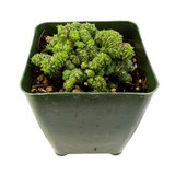 Euphorbia Enopla cristata inermis