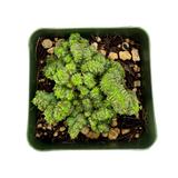 Euphorbia Enopla cristata inermis