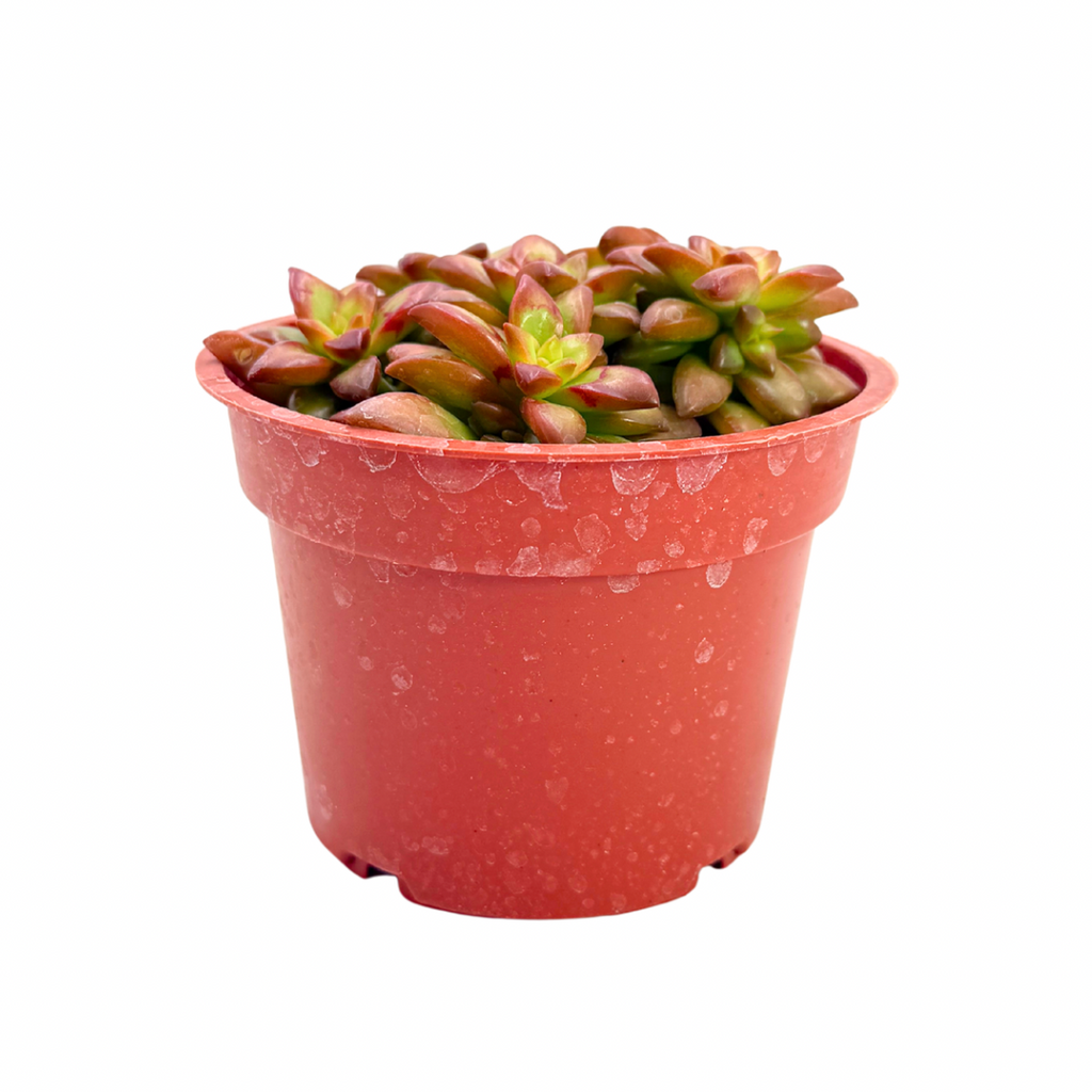 shooting star succulent Sedum Adolphi