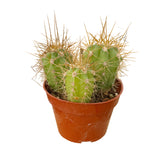 Trichocereus terscheckii | South American Saguaro - Lazy Gardens