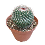 Mammillaria parkinsonii | Owl Eye Cactus - Lazy Gardens