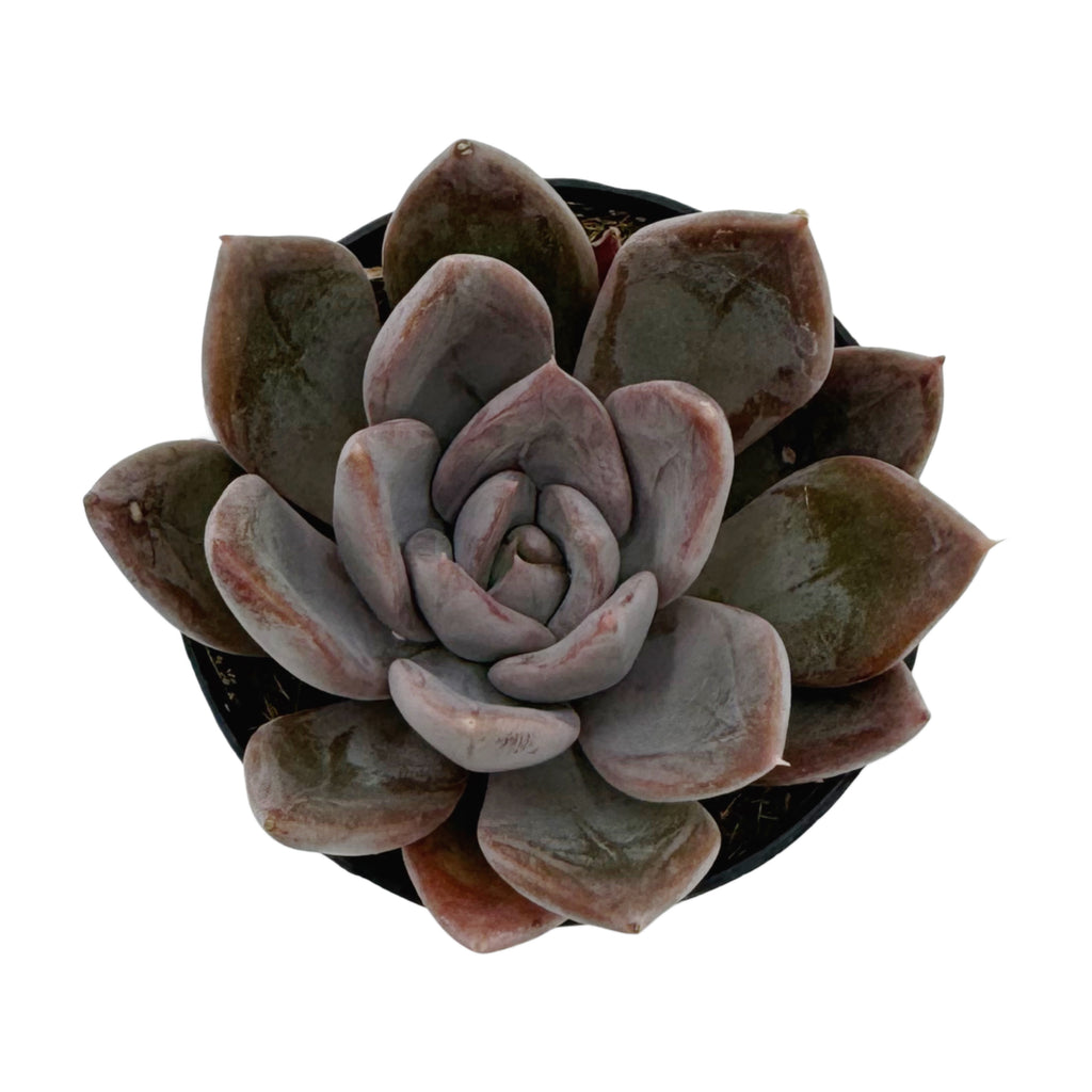 succulent moon silver Echeveria SIlver Queen – Lazy Gardens