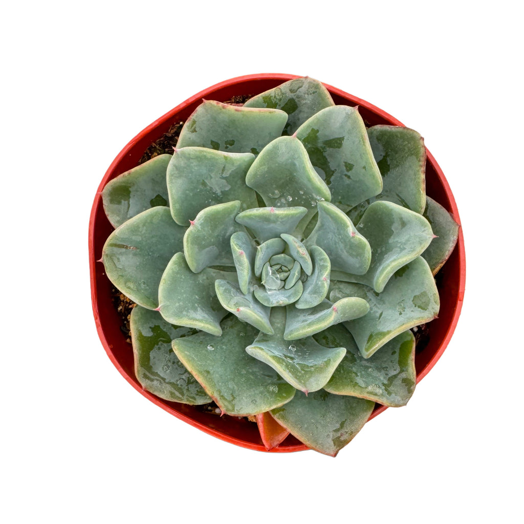 galaxy blue succulent Echeveria Galaxy Blue