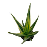 Aloe Hercules Variegated