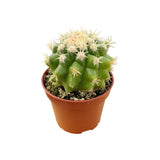 Echinocactus grusonii intermedius | Short spined Golden Barrel Cactus - Lazy Gardens