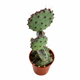 Opuntia macrocentra | Purple Prickly Pear