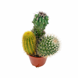 The Lazy Gift | Effortless Succulent Arrangement