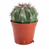 Melocactus maxonii | Turks Cap Cactus