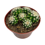 Echinocactus grusonii intermedius cluster | Short spined Golden Barrel Cactus Clusters