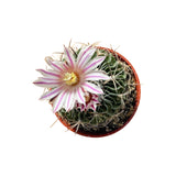 Stenocactus crispatus | Brain Cactus - Lazy Gardens