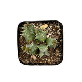 Huernia Zebrina | Lifesaver Cactus - Lazy Gardens