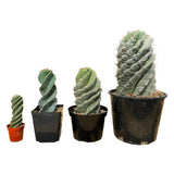 Spiral cactus available in 4 sizes from extra small 4 inch pots to extra large 10 inch pots from Lazy Gardens.