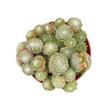 Sempervivum Cobweb | Cobweb Hen’s & Chicks - Lazy Gardens