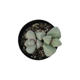 Lapidaria Margaretae | Karoo Rose