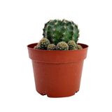 Echinopsis oxygona | Easter Lily Cactus