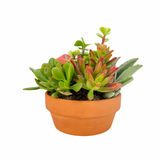 The Lazy Gift | Effortless Succulent Arrangement